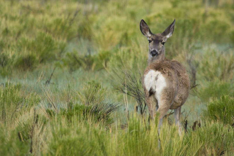 Mule Deer